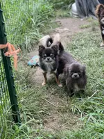 Denim , a male Chihuahua for sale in Berryville, AR – 6 of 10
