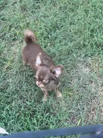 Munchkin, a female Chihuahua for sale in Berryville, AR – 6 of 9