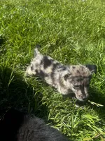 Ava, a female Border Collie and German Shepherd Dog for sale in Berryville, AR – 9 of 9