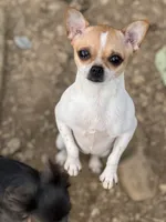 Bibi, a female Chihuahua for sale in Berryville, AR – 2 of 4