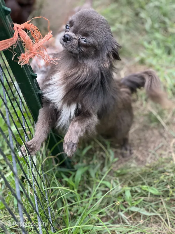 Denim  – Chihuahua puppy for sale in Berryville, AR