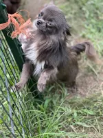 Denim , a male Chihuahua for sale in Berryville, AR – 1 of 10