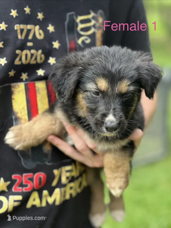 Luna  – German Shepherd Dog, Bernese Mountain Dog puppy for sale in Berryville, AR