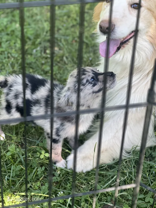 Ava – Border Collie, German Shepherd Dog puppy for sale in Berryville, AR