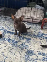 Bugs, a female Chihuahua for sale in Berryville, AR – 4 of 5
