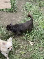 Denim , a male Chihuahua for sale in Berryville, AR – 5 of 10