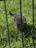 Buck, a male Border Collie and German Shepherd Dog for sale in Berryville, AR – 3 of 4