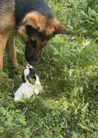 Rocket, a male German Shepherd Dog for sale in Berryville, AR – 2 of 4