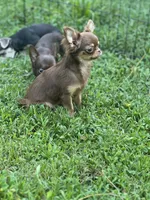 Munchkin, a female Chihuahua for sale in Berryville, AR – 4 of 9
