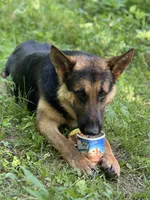 Rocket, a male German Shepherd Dog for sale in Berryville, AR – 1 of 4