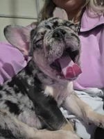 Daisy, a female French Bulldog for sale in Berryville, AR – 2 of 2