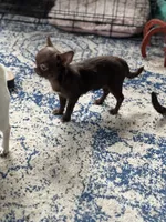 Bugs, a female Chihuahua for sale in Berryville, AR – 5 of 5