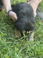 Luna , a female German Shepherd Dog and Bernese Mountain Dog for sale in Berryville, AR – 3 of 4