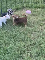 Munchkin, a female Chihuahua for sale in Berryville, AR – 7 of 9