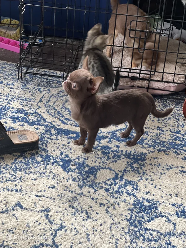 Bugs – Chihuahua puppy for sale in Berryville, AR