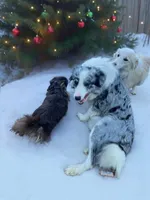 Gucci, a female Border Collie for sale in Berryville, AR – Photo 2 of 10
