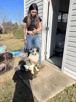 Gucci, a female Border Collie for sale in Berryville, AR – Photo 7 of 10