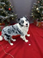 Gucci, a female Border Collie for sale in Berryville, AR – Photo 3 of 10