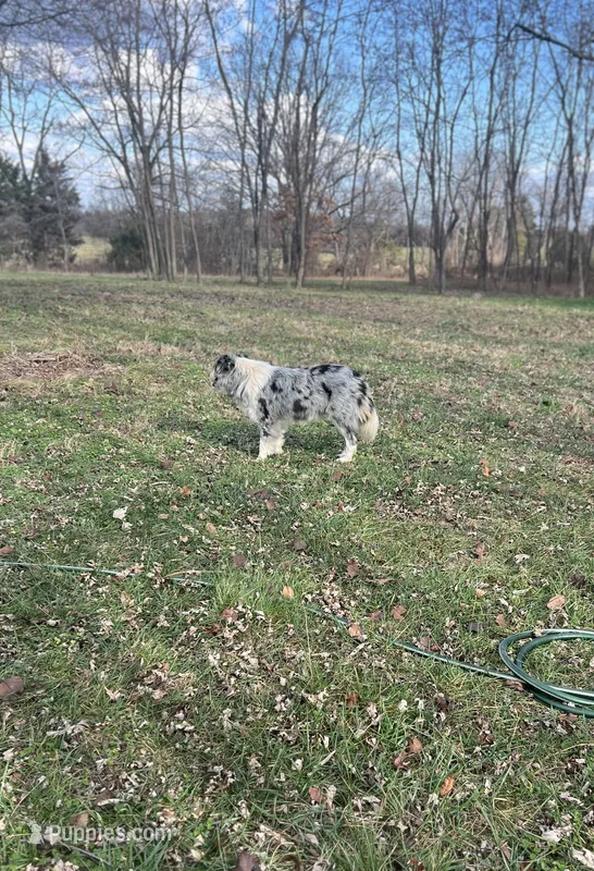 Gucci – Border Collie puppy for sale in Berryville, AR