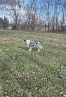 Gucci, a female Border Collie for sale in Berryville, AR – Photo 1 of 10