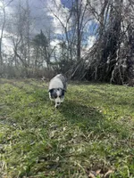 Gucci, a female Border Collie for sale in Berryville, AR – Photo 6 of 10