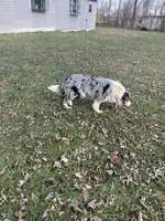Gucci, a female Border Collie for sale in Berryville, AR – Photo 9 of 10