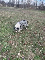 Gucci, a female Border Collie for sale in Berryville, AR – Photo 8 of 10