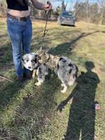 Gucci, a female Border Collie for sale in Berryville, AR – Photo 10 of 10