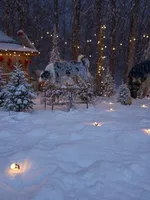 Gucci, a female Border Collie for sale in Berryville, AR – Photo 4 of 10