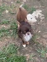 Papi, a male Chihuahua for sale in Berryville, AR – 2 of 3