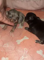 Charming, a male Chihuahua for sale in Berryville, AR – 5 of 10
