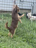 Munchkin, a female Chihuahua for sale in Berryville, AR – 2 of 9