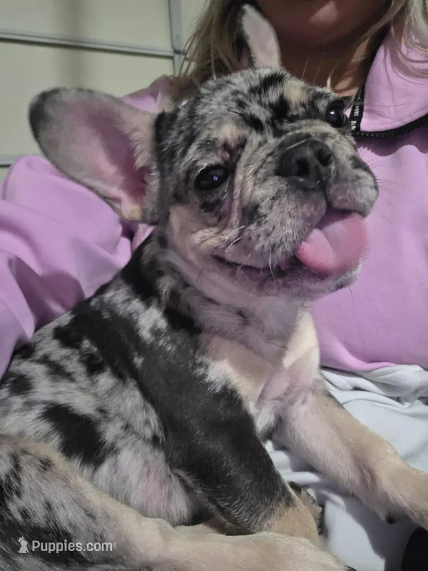Daisy – French Bulldog puppy for sale in Berryville, AR