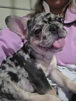 Daisy, a female French Bulldog for sale in Berryville, AR – 1 of 2