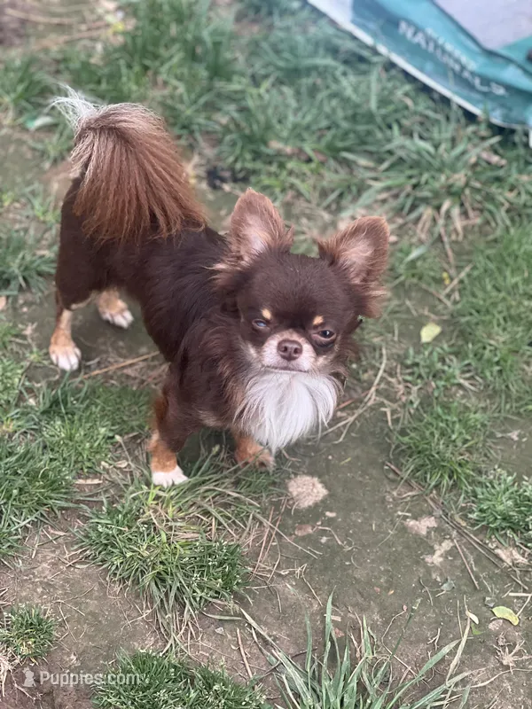 Papi, a male Chihuahua for sale in Berryville, AR – Photo 1 of 3