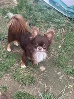 Papi, a male Chihuahua for sale in Berryville, AR – Photo 1 of 3