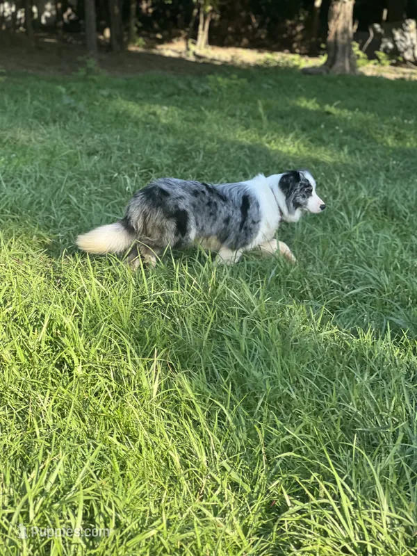 Gucci – Border Collie puppy for sale in Berryville, AR
