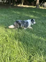Gucci, a female Border Collie for sale in Berryville, AR – 1 of 1