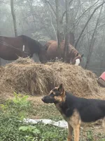 Rocket, a male German Shepherd Dog for sale in Berryville, AR – 4 of 4