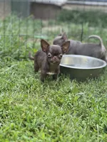 Bugs, a female Chihuahua for sale in Berryville, AR – 2 of 5