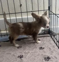 Sweet pea , a female Chihuahua for sale in Berryville, AR – Photo 3 of 6