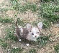 Sweet pea , a female Chihuahua for sale in Berryville, AR – Photo 4 of 6