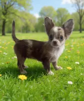 Sweet pea , a female Chihuahua for sale in Berryville, AR – Photo 1 of 6