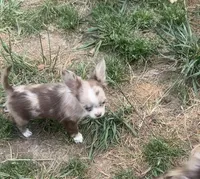 Sweet pea , a female Chihuahua for sale in Berryville, AR – Photo 5 of 6