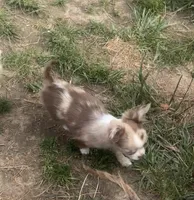 Sweet pea , a female Chihuahua for sale in Berryville, AR – Photo 6 of 6