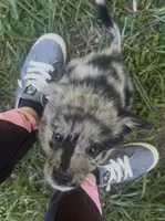 Ava, a female Border Collie and German Shepherd Dog for sale in Berryville, AR – 1 of 9