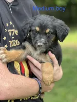 Medium boy, a male German Shepherd Dog and Bernese Mountain Dog for sale in Berryville, AR – 3 of 3
