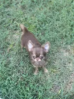 Munchkin, a female Chihuahua for sale in Berryville, AR – 5 of 9
