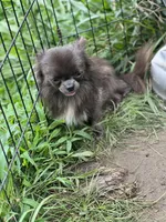 Denim , a male Chihuahua for sale in Berryville, AR – 4 of 10