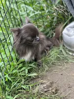 Denim , a male Chihuahua for sale in Berryville, AR – 2 of 10